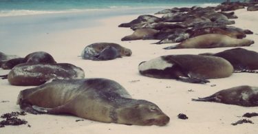 500-dead-sea-lions-Peru