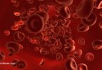 Red-Blood-Cells